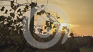 Vineyard silouette at sunset