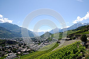 Vineyard in Sion, Valais, Switzerland