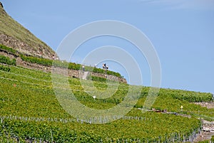 Vineyard in Sion, Valais, Switzerland