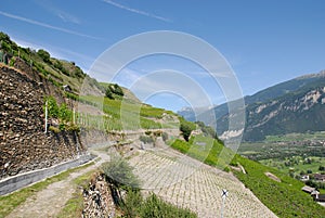 Vineyard in Sion, Valais, Switzerland