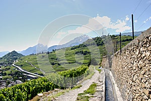 Vineyard in Sion, Valais, Switzerland