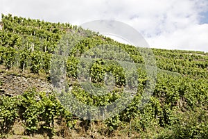 A vineyard on a slope of hill