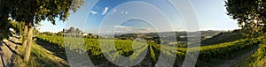 Vineyard on the slopes of Monte Conero photo