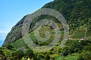 vineyard slopes terrace cultivation vines, tradicional Madeira Island agricultural field