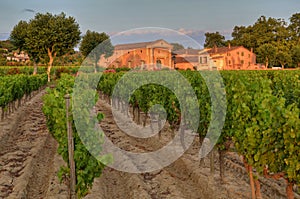 Vineyard and a small farm in Provence duringh sunset