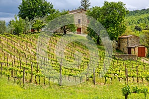 Vineyard with a small farmhouse in Montalcino, Val d`Orcia, Tusc