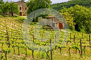 Vineyard with a small farmhouse in Montalcino, Val d `Orcia, Tusc
