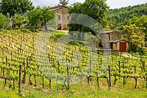 Vineyard with a small farmhouse in Montalcino, Val d`Orcia, Tusc photo