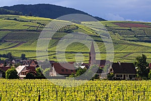 VINEYARD AND SMALL VILLAGE IN ALSACE - FRANCE