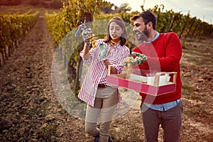Vineyard. Smiling couple harvesters grape in vineyard