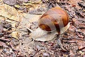 vineyard snail apple snail Burgundy snail edible snail Roman snail Helix pomatia