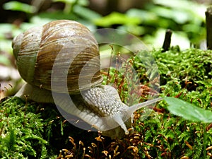Vineyard snail creeps on moss on foraging 3