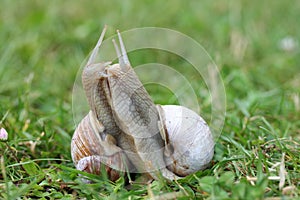 Vineyard snail (Helix pomatia)