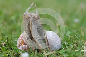 Vineyard snail (Helix pomatia)