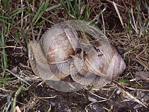 Vineyard snail with housing