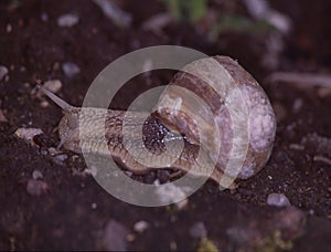 Vineyard snail with housing