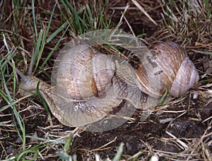 Vineyard snail with housing