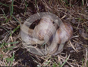 Vineyard snail with housing