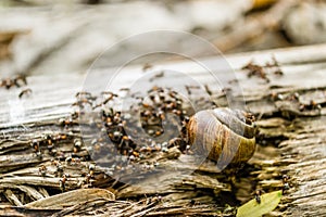 Vineyard snail in its natural environment