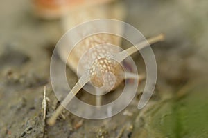 Vineyard snail in its natural environment on forest path