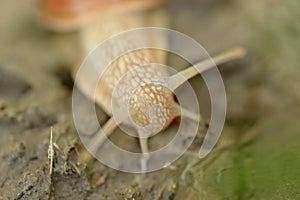 Vineyard snail in its natural environment on forest path