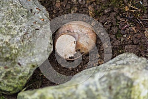 Vineyard snail in a snail shell.