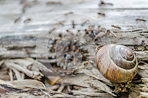 Vineyard snail surrounded and attacked forest ants