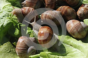 Vineyard snails in the salad