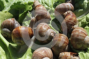 Vineyard snails in the salad