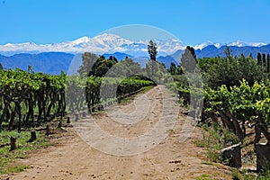 Vineyard with Snow Capped Mountains