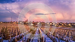 A vineyard in snow during dawn in Chisinau, Moldova