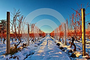 Vineyard in the snow