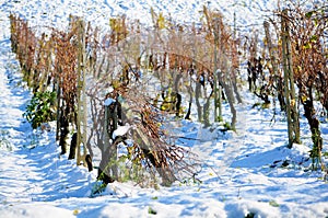 Vineyard in the snow