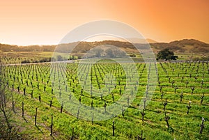 Vineyard in Sonoma, California photo