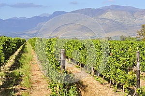 Vineyard in South African Western Cape