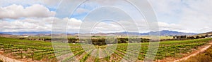 Vineyard in South African winelands region