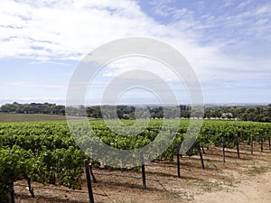 Vineyard South Afrika Western Cape capetown region