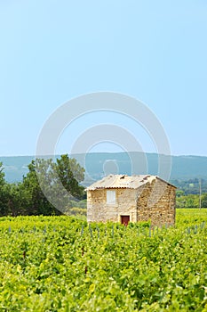 Vineyard in south-France