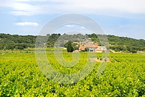 Vineyard in south-France