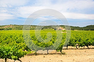 Vineyard in south-France