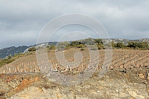 Vineyard in south of France