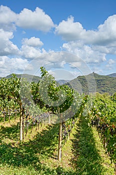 Vineyard in South Tirol,Italy photo