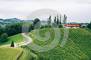 Vineyard in Southern Styria