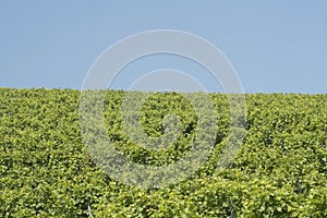 Vineyard in southern styria, Austria