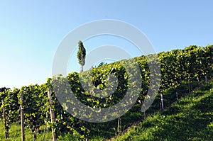 Vineyard in southern styria, Austria