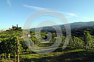 Vineyard in southern styria, Austria