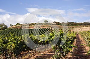 Vineyard in Spain