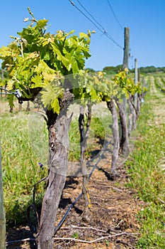 Vineyard in spring