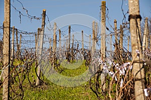 Vineyard in spring