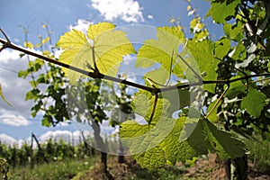 Vineyard in spring time photo
